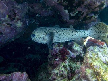 Unusual inhabitants of the sea in the expanses of the coral reef of the Red Sea, Hurghada, Egypt