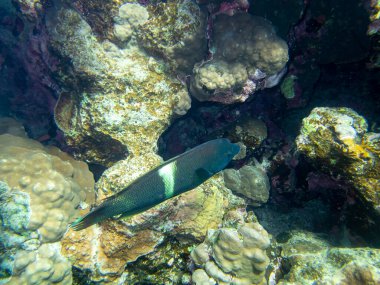 Unusual inhabitants of the sea in the expanses of the coral reef of the Red Sea, Hurghada, Egypt