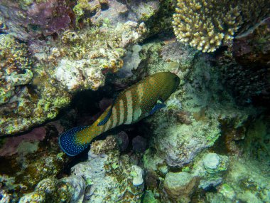 Unusual inhabitants of the sea in the expanses of the coral reef of the Red Sea, Hurghada, Egypt