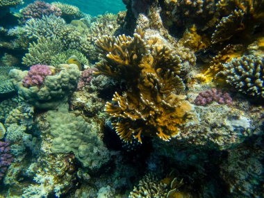 Unusual inhabitants of the sea in the expanses of the coral reef of the Red Sea, Hurghada, Egypt