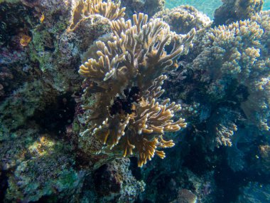Unusual inhabitants of the sea in the expanses of the coral reef of the Red Sea, Hurghada, Egypt