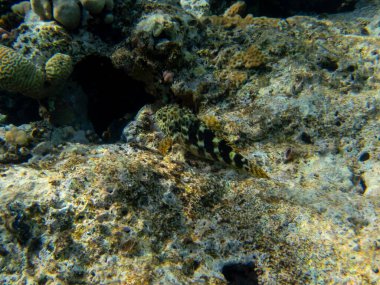 Unusual inhabitants of the sea in the expanses of the coral reef of the Red Sea, Hurghada, Egypt
