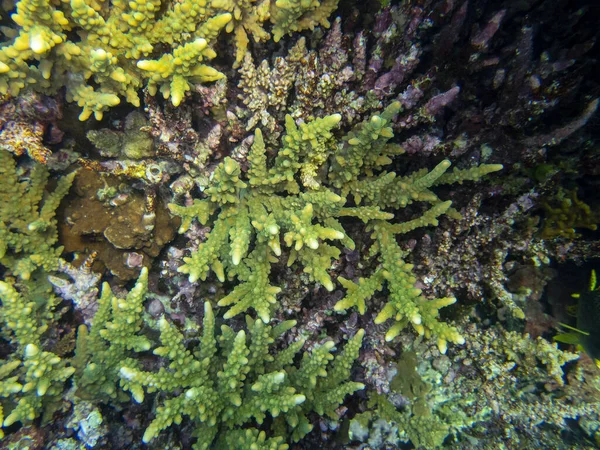 Unusual Inhabitants Sea Expanses Coral Reef Red Sea Hurghada Egypt — ストック写真