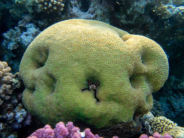 Unusual Inhabitants Sea Expanses Coral Reef Red Sea Hurghada Egypt — Stock Photo, Image