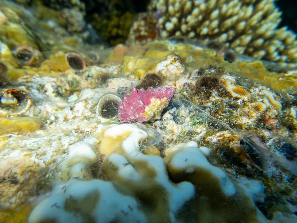 Unusual Inhabitants Sea Expanses Coral Reef Red Sea Hurghada Egypt — 图库照片