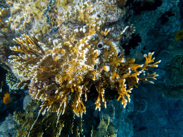 Unusual Inhabitants Sea Expanses Coral Reef Red Sea Hurghada Egypt — стоковое фото