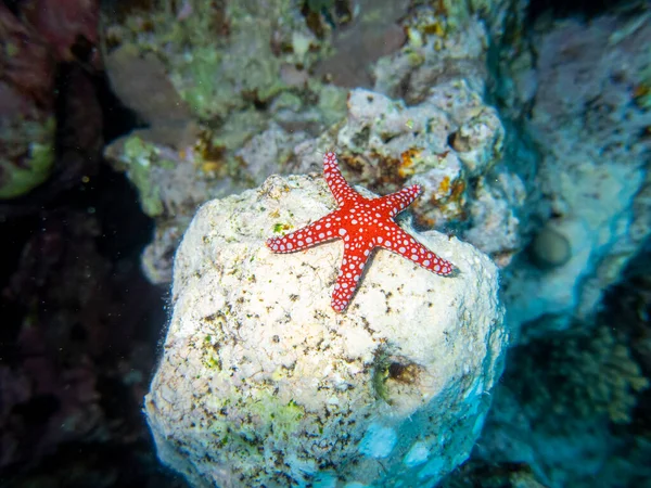 Unusual Inhabitants Sea Expanses Coral Reef Red Sea Hurghada Egypt — Photo