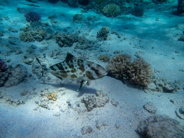 Unusual Inhabitants Sea Expanses Coral Reef Red Sea Hurghada Egypt — Foto Stock