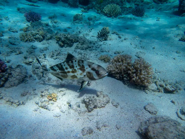 Unusual Inhabitants Sea Expanses Coral Reef Red Sea Hurghada Egypt — Stock Fotó