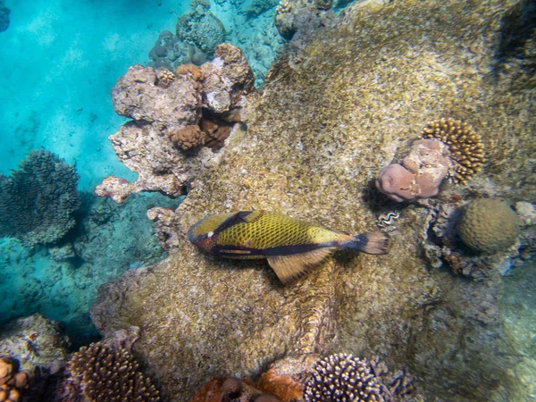 Unusual Inhabitants Sea Expanses Coral Reef Red Sea Hurghada Egypt — Fotografia de Stock