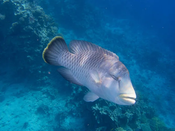 Unusual inhabitants of the sea in the expanses of the coral reef of the Red Sea, Hurghada, Egypt