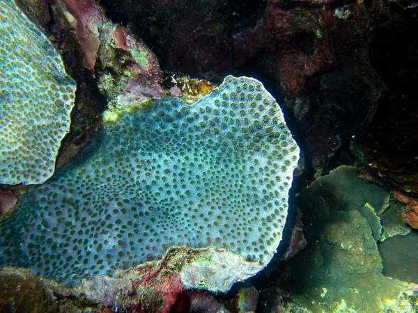 Unusual Inhabitants Sea Expanses Coral Reef Red Sea Hurghada Egypt — стоковое фото