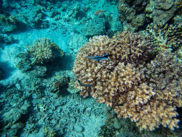 Unusual Inhabitants Sea Expanses Coral Reef Red Sea Hurghada Egypt — стокове фото