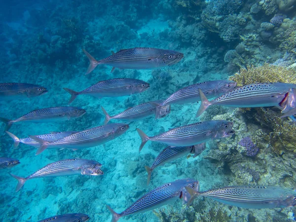 Unusual Inhabitants Sea Expanses Coral Reef Red Sea Hurghada Egypt — Stockfoto