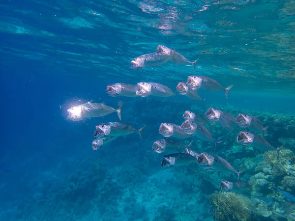 Unusual Inhabitants Sea Expanses Coral Reef Red Sea Hurghada Egypt — Foto Stock