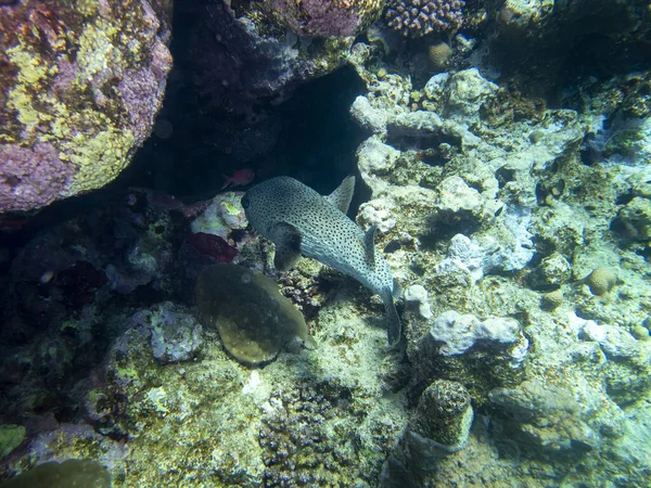 Unusual Inhabitants Sea Expanses Coral Reef Red Sea Hurghada Egypt — 图库照片
