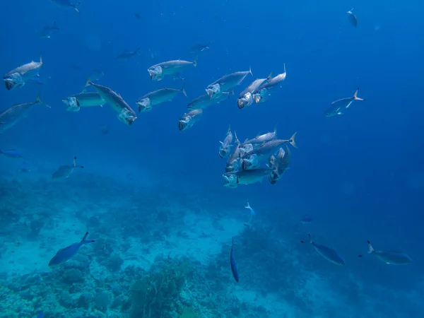 Unusual Inhabitants Sea Expanses Coral Reef Red Sea Hurghada Egypt — стоковое фото