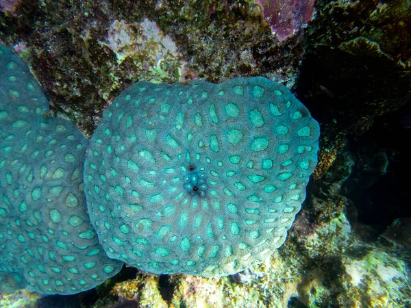 Unusual Inhabitants Sea Expanses Coral Reef Red Sea Hurghada Egypt — Stock Fotó