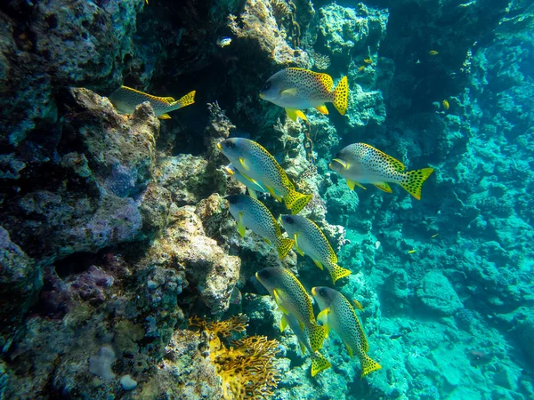 Unusual Inhabitants Sea Expanses Coral Reef Red Sea Hurghada Egypt — Stockfoto