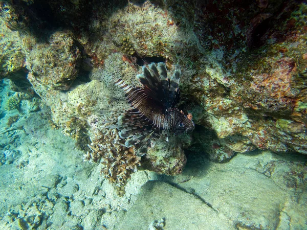 Unusual Inhabitants Sea Expanses Coral Reef Red Sea Hurghada Egypt — Foto de Stock