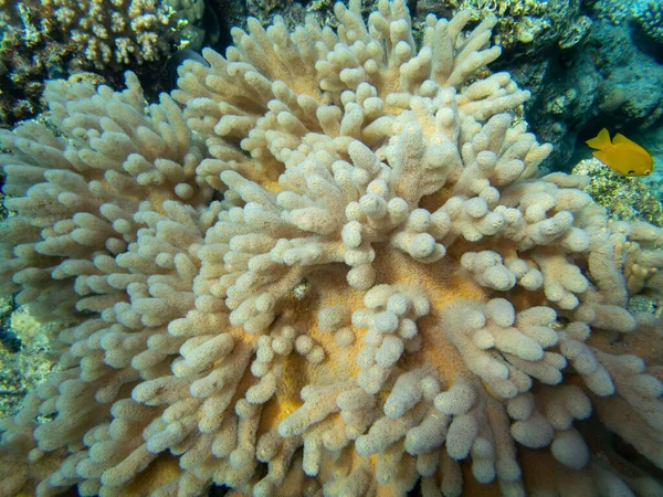 Unusual Inhabitants Sea Expanses Coral Reef Red Sea Hurghada Egypt — стокове фото