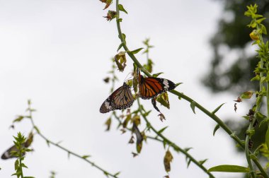 Danaus plexippus veya Monarch Danaid, yeşil dallardaki birçok kelebek, Harkiv, Ukrayna