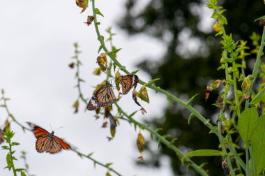 Danaus plexippus veya Monarch Danaid, yeşil dallardaki birçok kelebek, Harkiv, Ukrayna