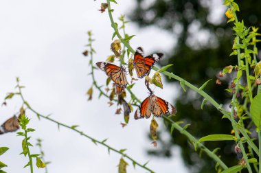 Danaus plexippus veya Monarch Danaid, yeşil dallardaki birçok kelebek, Harkiv, Ukrayna