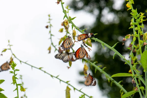 Danaus Plexippus Oder Monarch Danaid Viele Schmetterlinge Auf Grünen Zweigen — Stockfoto