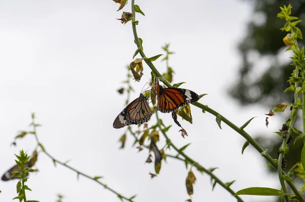 Danaus Plexippus Monarch Danaid Many Butterflies Green Branches Kharkiv Ukraine — Stock Photo, Image