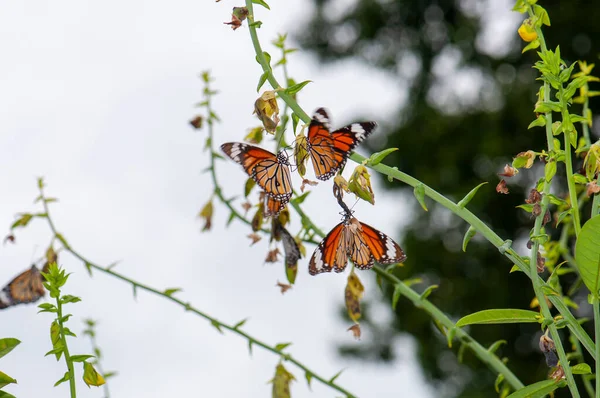 Danaus Plexippus Монарх Данаид Много Бабочек Зеленых Ветвях Харьков Украина — стоковое фото