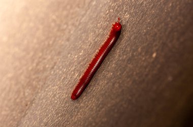 Trigoniulus korallinus, Rusty Centipede veya Common Asiatic Centipede on wall, Phuket, Tayland, makro