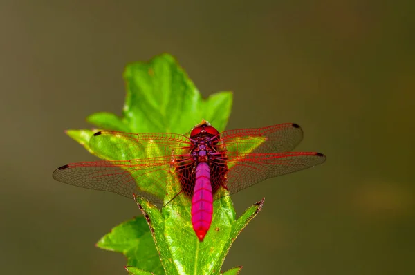 Красивая Стрекоза Trithemis Aurora Зеленом Листе Пхукет Таиланд Макро — стоковое фото