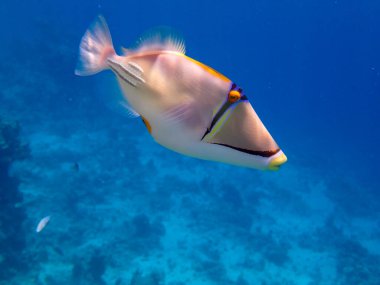 Rhinecanthus suikastçısı veya Kızıl Deniz mercan resifinde tetikleyici balık, Sharm El Sheikh, Mısır