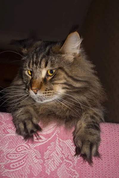 Retrato Maine Coon Cat Fyodor Kharkiv Ucrânia — Fotografia de Stock