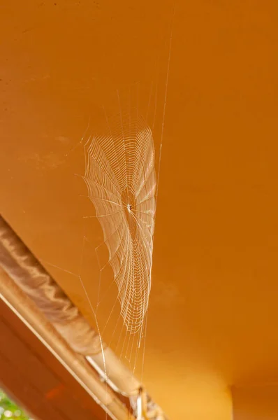 Spinnen Webten Ein Netz Für Die Jagd Charkiw Ukraine — Stockfoto