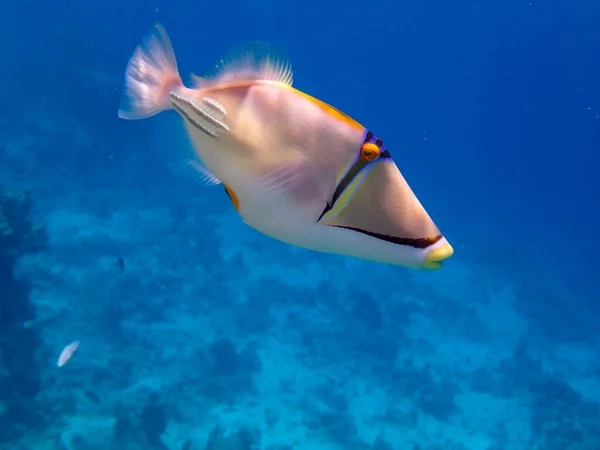 Rhinecanthus Assasi Triggerfish Red Sea Coral Reef Sharm Sheikh Egypt — Stock Photo, Image