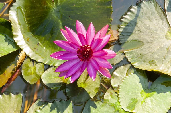 Beau Lotus Rose Avec Des Feuilles Vertes Sur Rivière Thaïlande — Photo