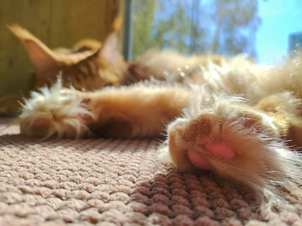 Pfote Einer Roten Maine Coon Katze Namens Archibald Charkiw Ukraine — Stockfoto