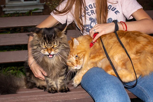 A Maine Coon cat named Fedor screams in the street, a red Maine Coon cat named Archibald sits next to him, Kharkiv, Ukraine