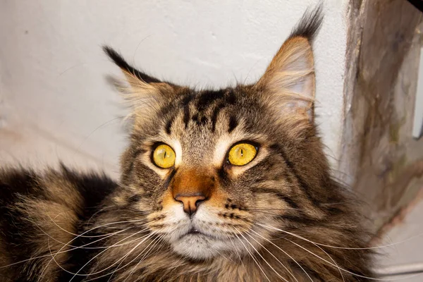 Retrato Gato Maine Coon Listrado Cinza Chamado Fedor Kharkiv Ucrânia — Fotografia de Stock