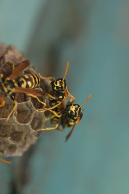 Ahşap kapısında eşek arısı kovanı, Harkiv, Ukrayna