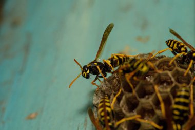 Ahşap kapısında eşek arısı kovanı, Harkiv, Ukrayna