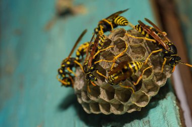 Ahşap kapısında eşek arısı kovanı, Harkiv, Ukrayna