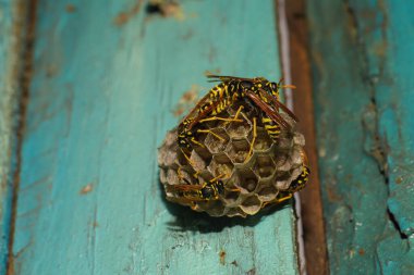 Ahşap kapısında eşek arısı kovanı, Harkiv, Ukrayna