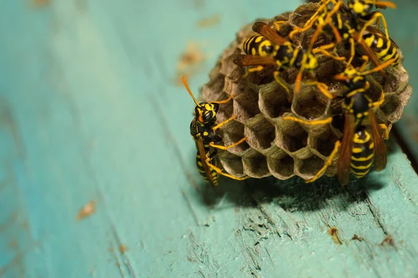 Wasp Kupa Med Getingar Trädörr Kharkiv Ukraina — Stockfoto