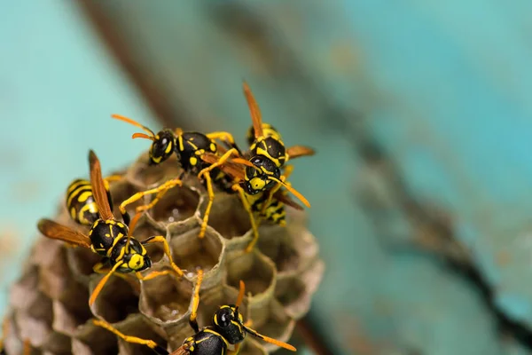 Wasp Hive Wasps Wooden Door Kharkiv Ukraine — Stock Photo, Image