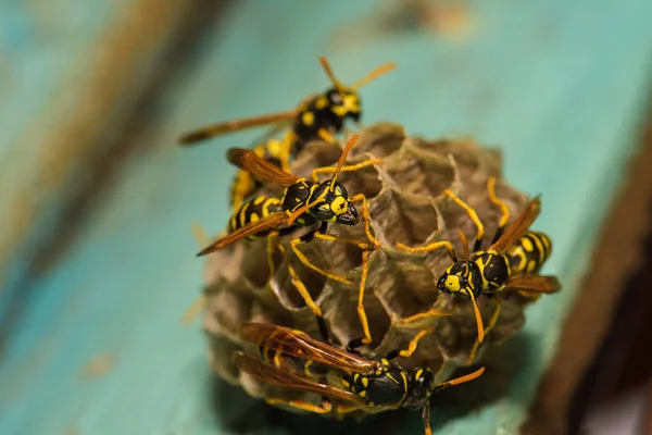 Ahşap kapısında eşek arısı kovanı, Harkiv, Ukrayna