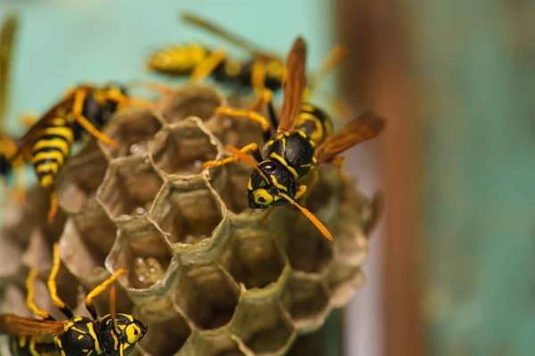Ahşap kapısında eşek arısı kovanı, Harkiv, Ukrayna