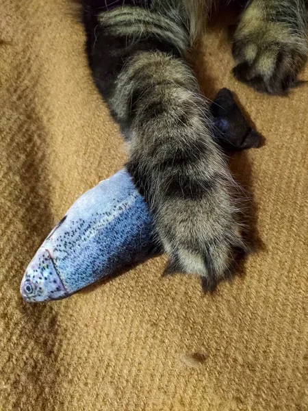 Maine Coon Gato Cubierto Con Una Pata Juguete Forma Pez — Foto de Stock